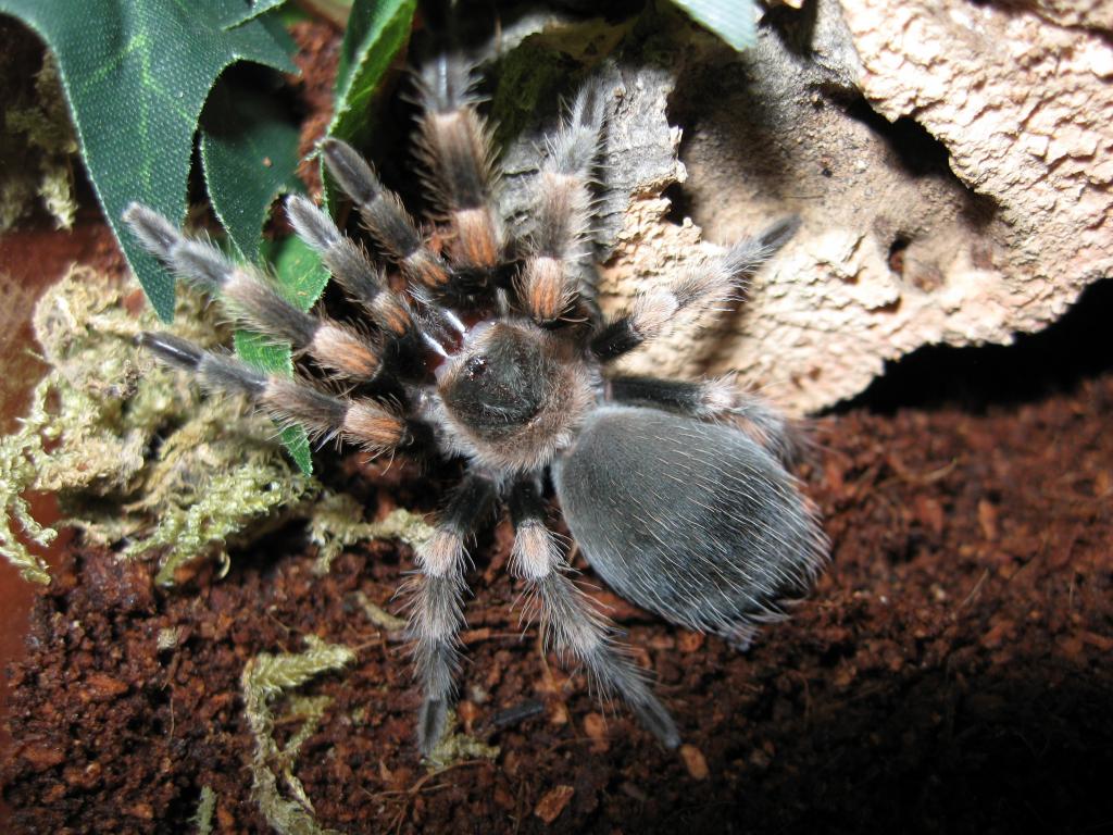 Brachypelma smithi