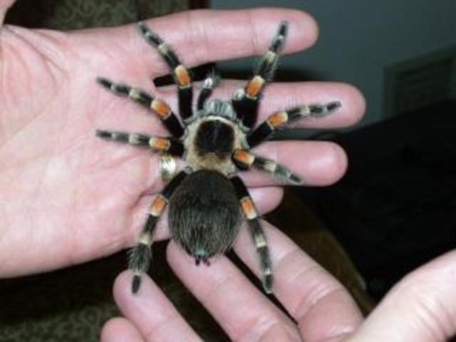 Brachypelma smithi