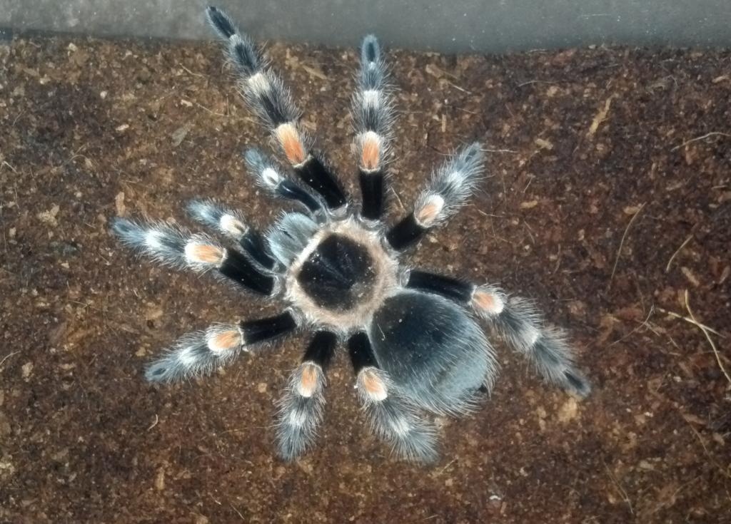 Brachypelma smithi