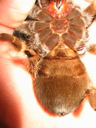 Brachypelma smithi