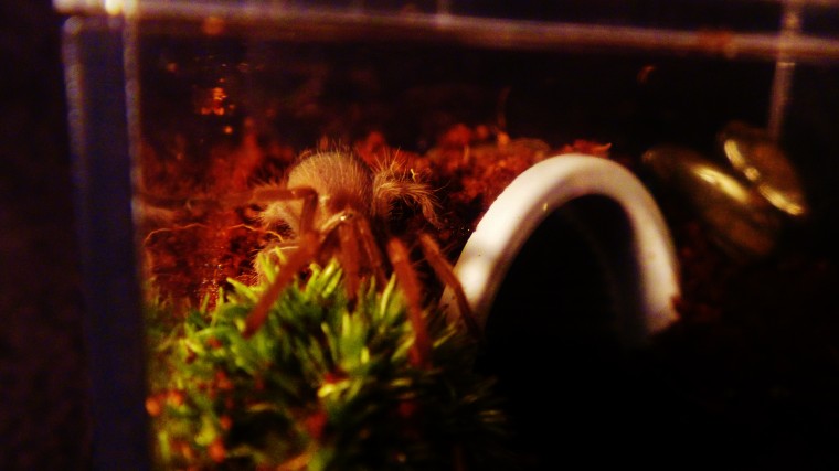 Brachypelma smithi