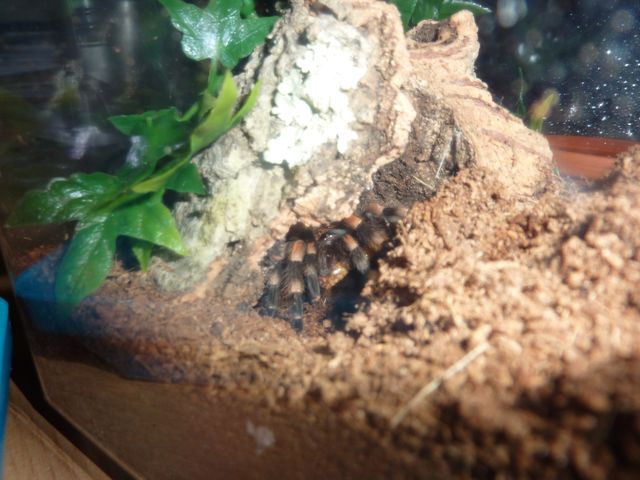 Brachypelma smithi