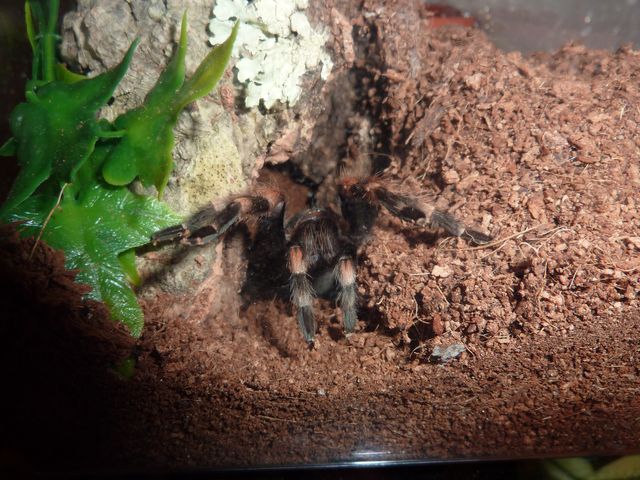 Brachypelma smithi