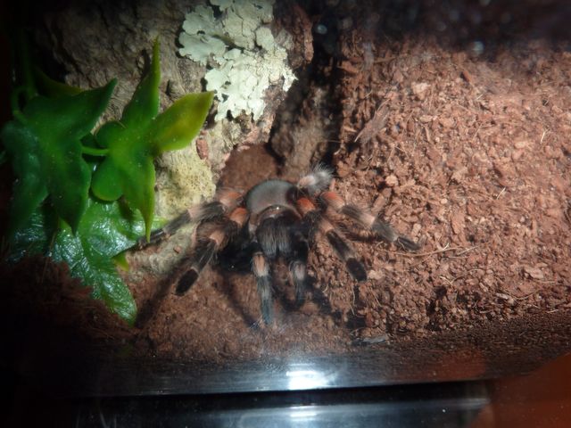 Brachypelma smithi