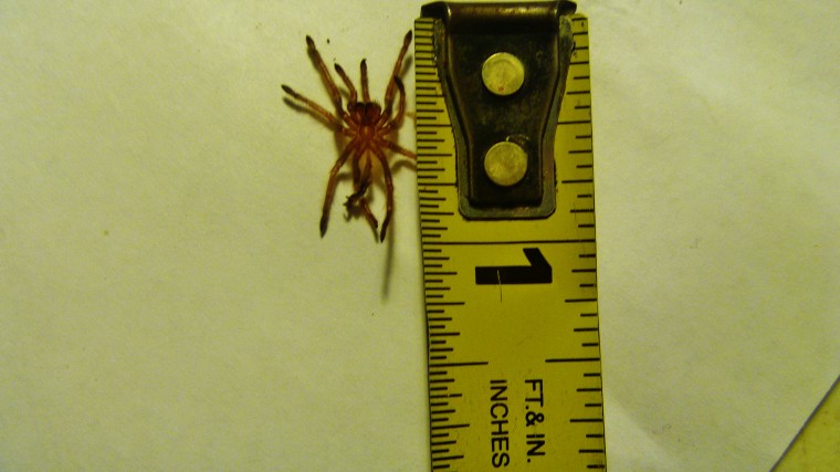 Brachypelma smithi