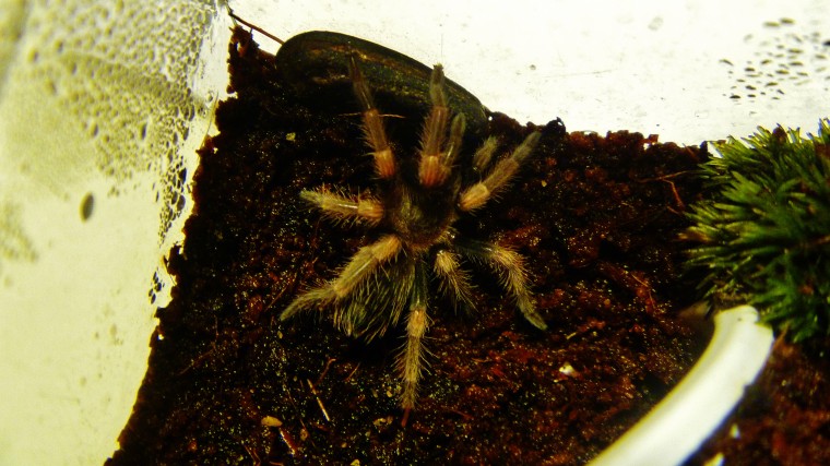 Brachypelma smithi