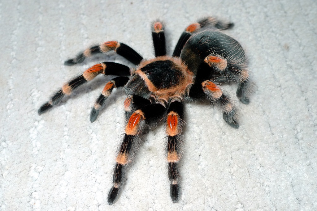 Brachypelma smithi