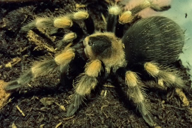 Brachypelma smithi