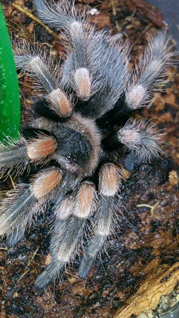 brachypelma smithi