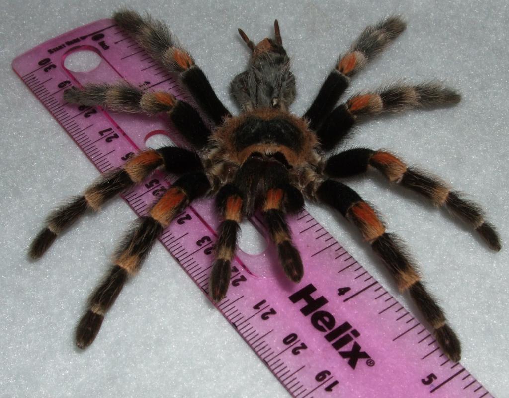 Brachypelma smithi