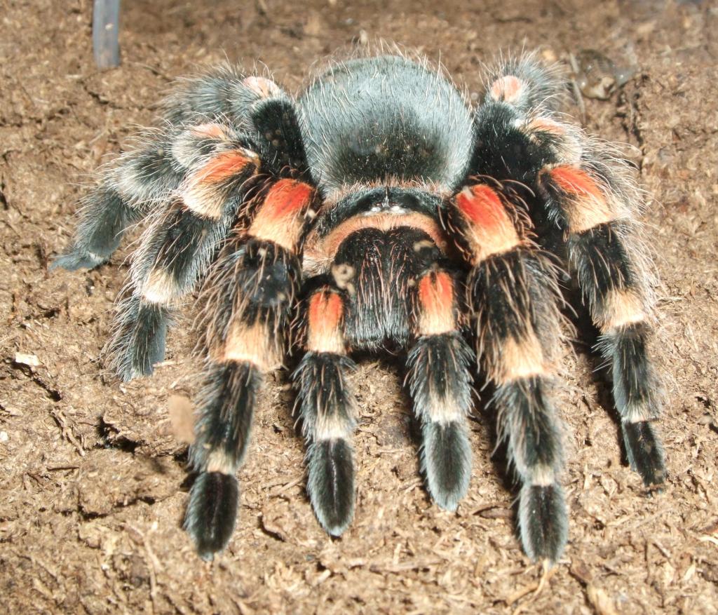 Brachypelma smithi