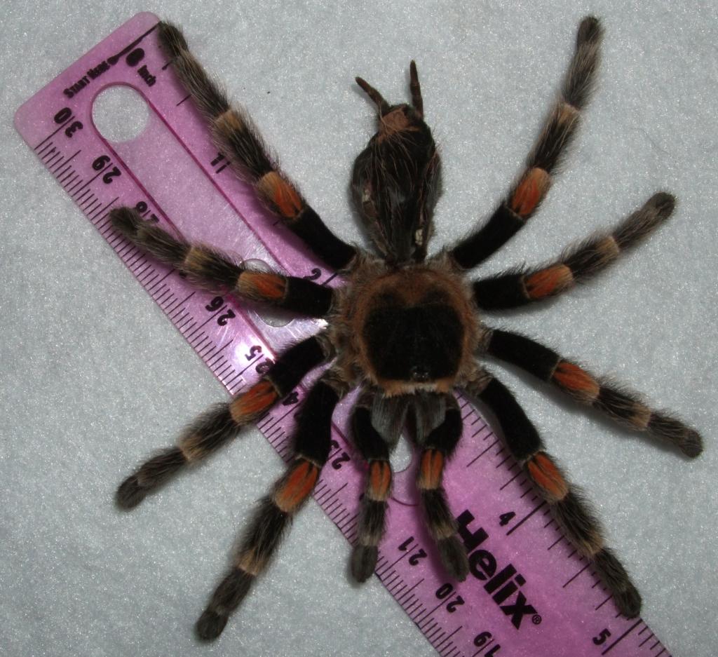 brachypelma smithi