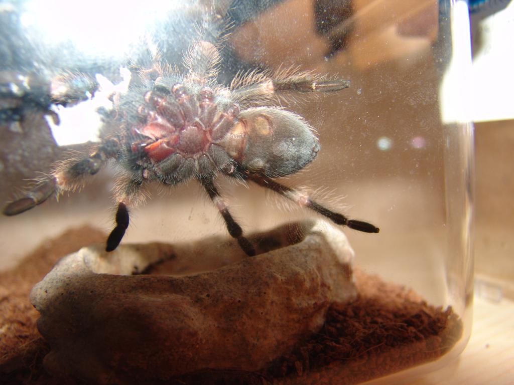 Brachypelma smithi