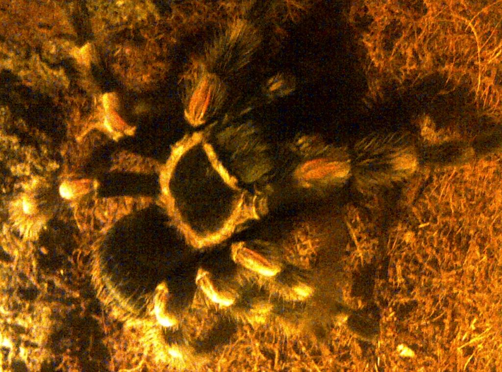 brachypelma smithi