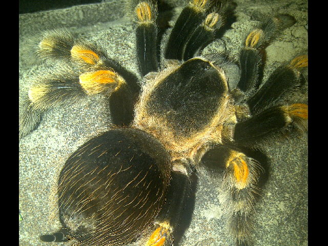 brachypelma smithi