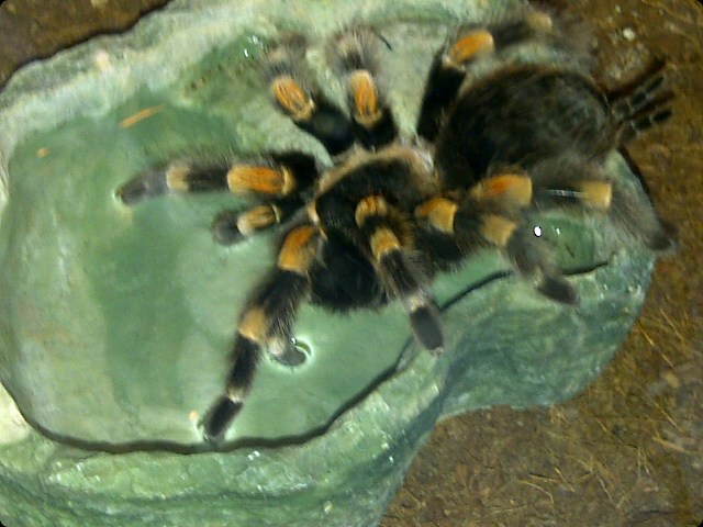 brachypelma smithi