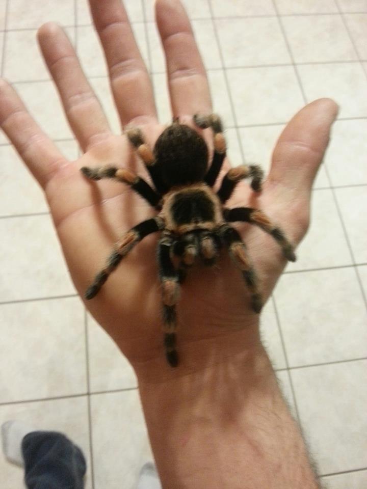 Brachypelma smithi