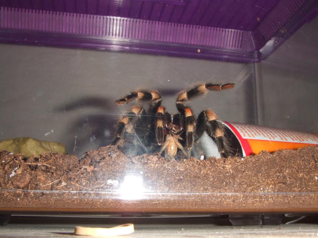 brachypelma smithi