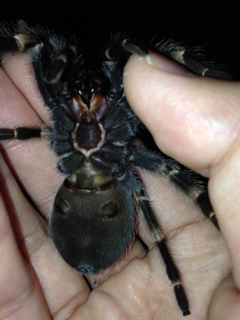 Brachypelma smithi