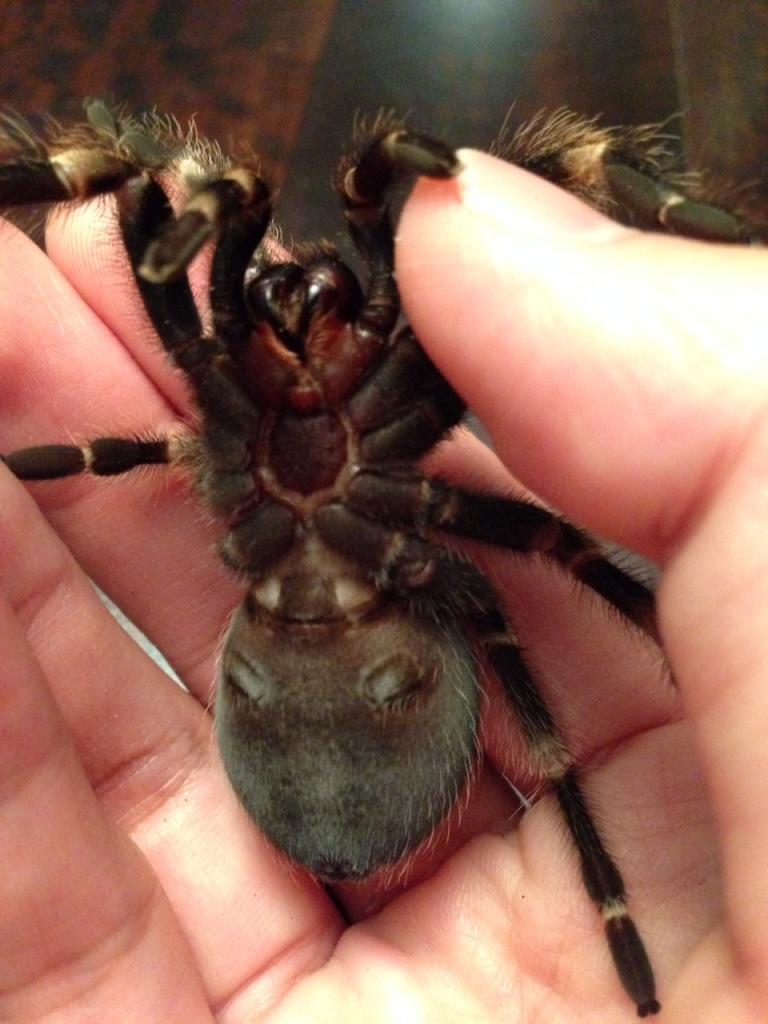 Brachypelma smithi