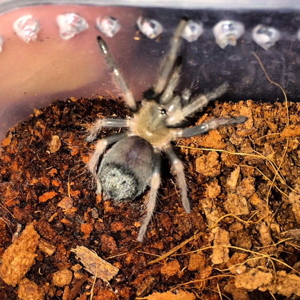 Brachypelma smithi