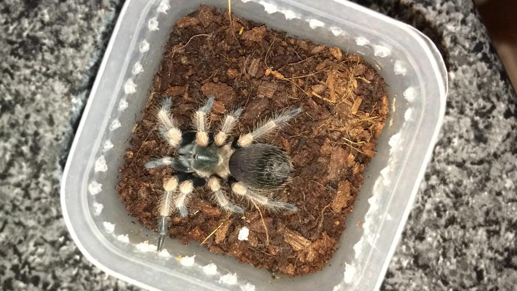 Brachypelma smithi