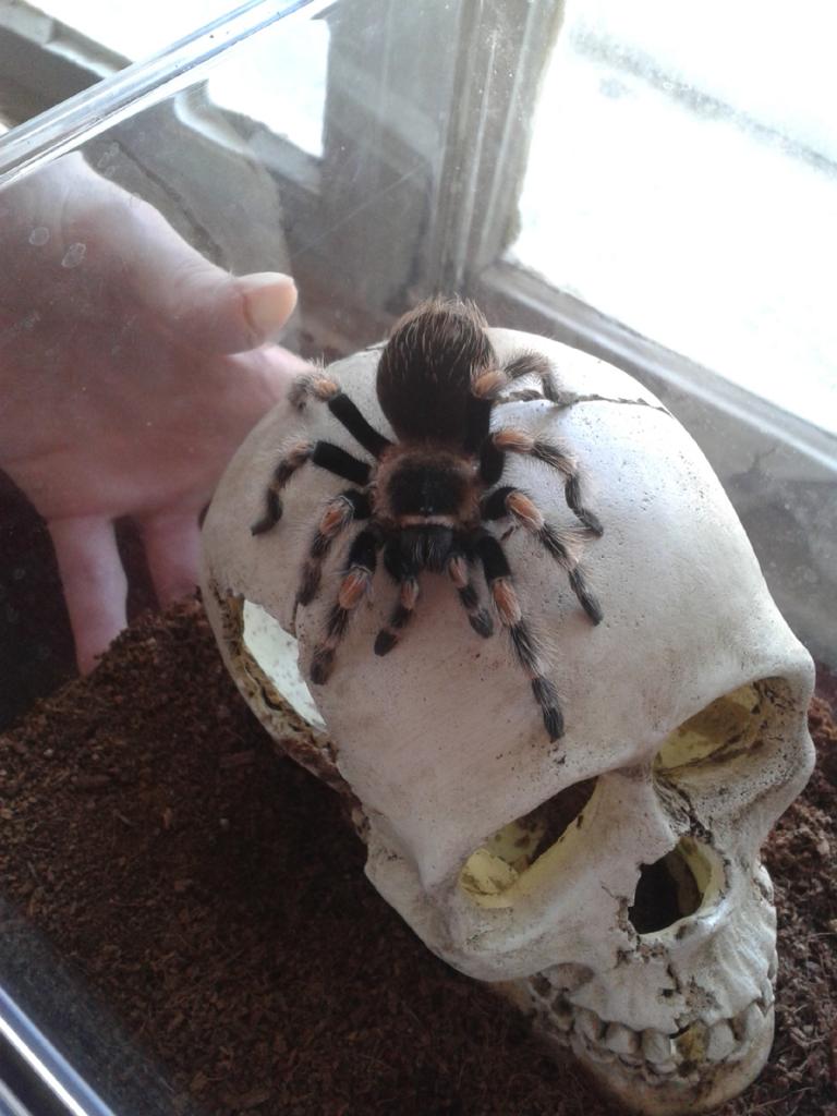 Brachypelma smithi