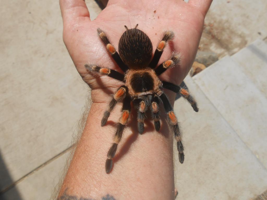 Brachypelma smithi