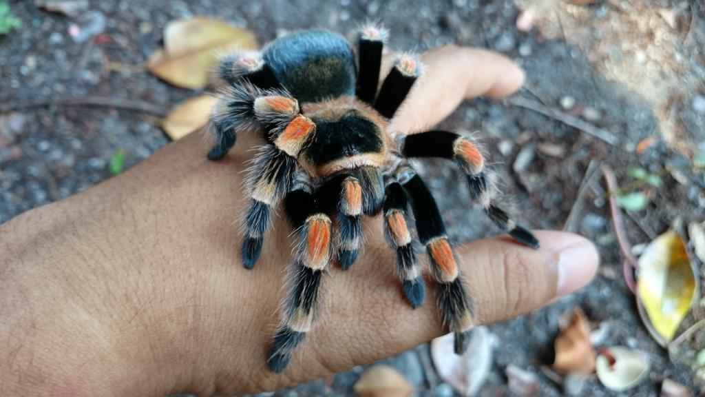 Brachypelma smithi