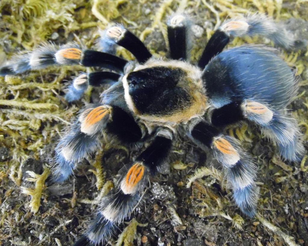 Brachypelma smithi