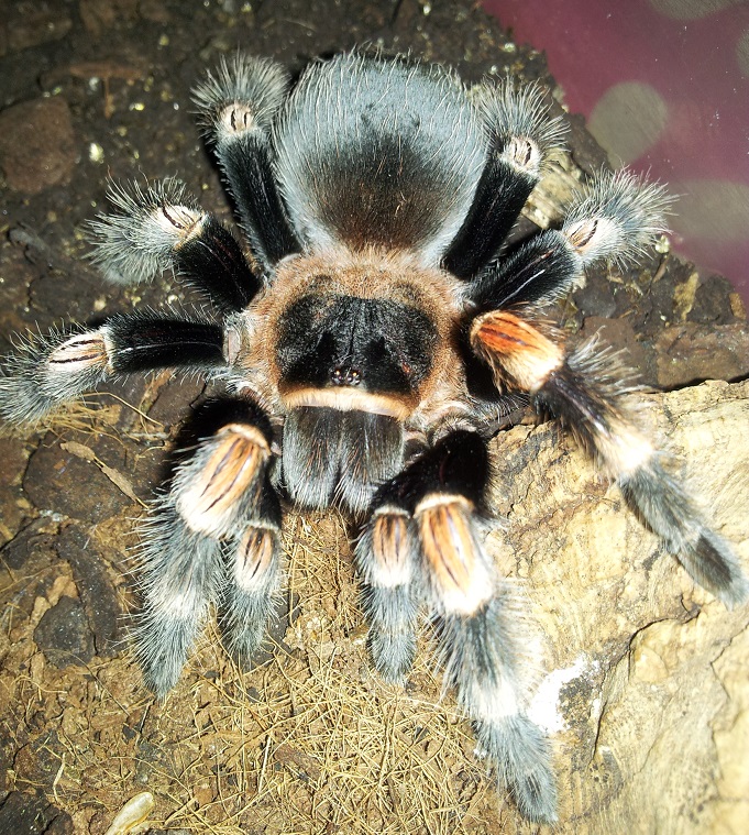 Brachypelma smithi