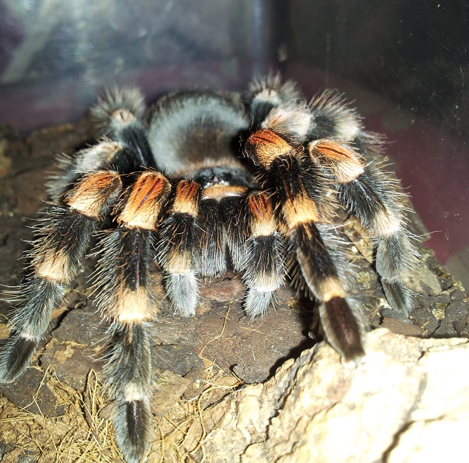 Brachypelma smithi