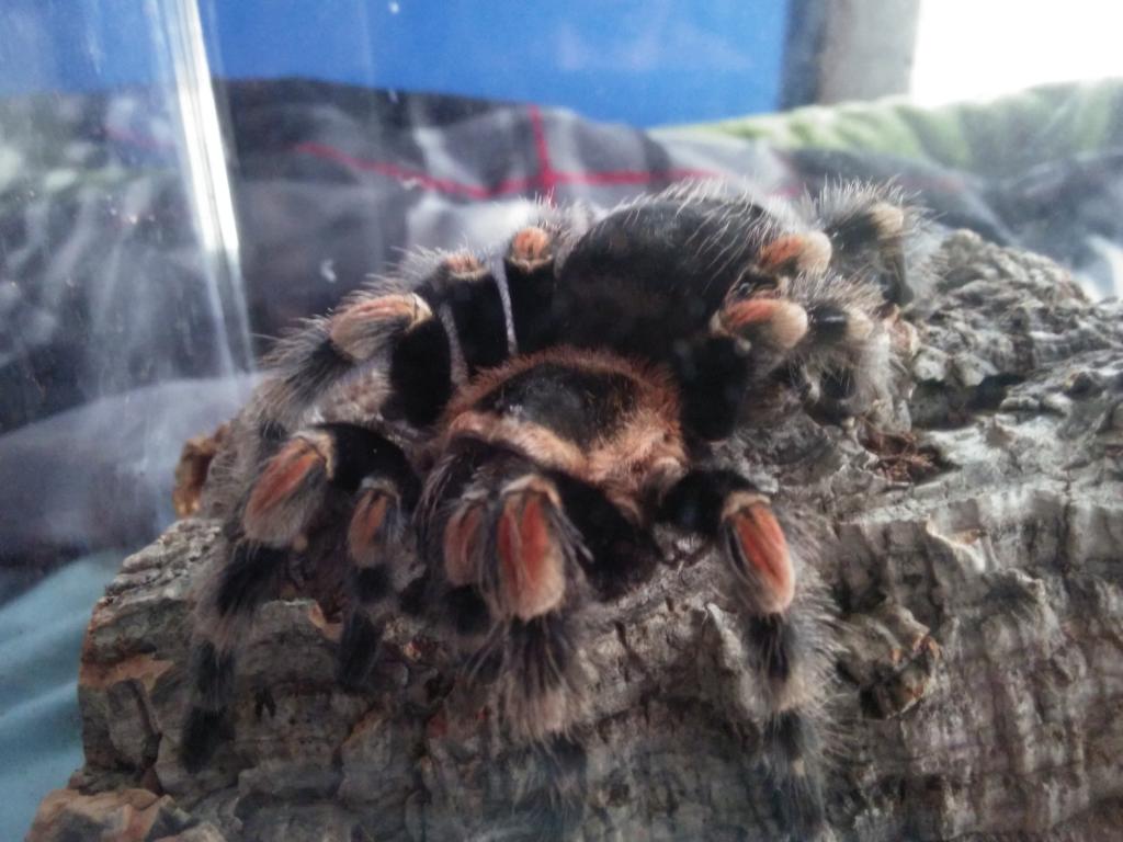 Brachypelma smithi