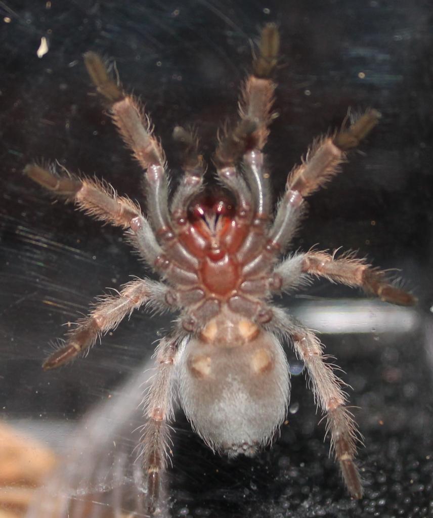 Brachypelma Smithi