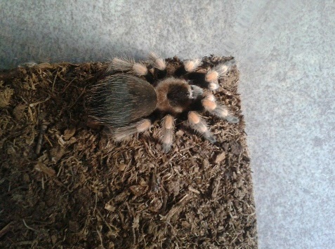 Brachypelma smithi.