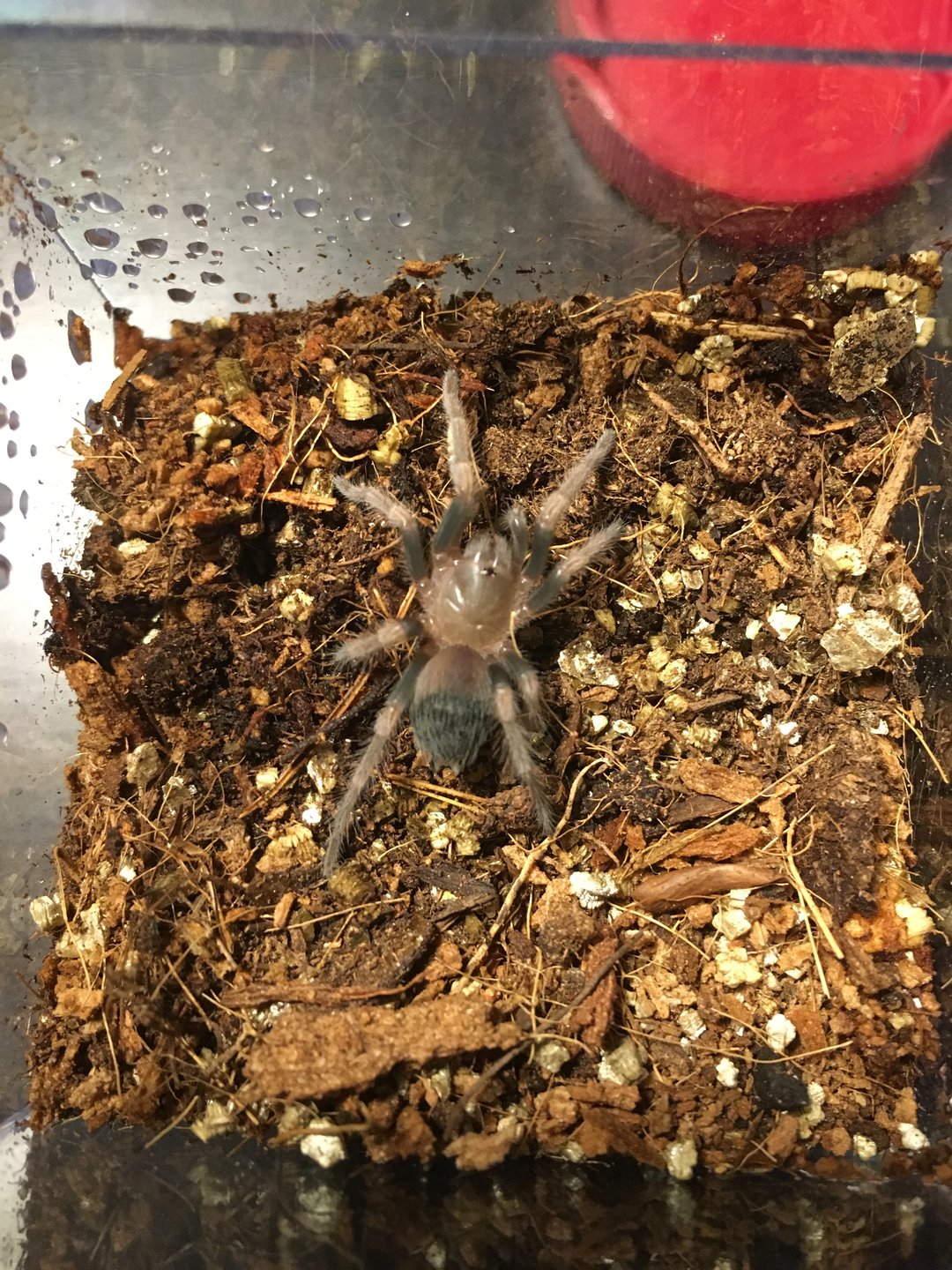 Brachypelma Smithi