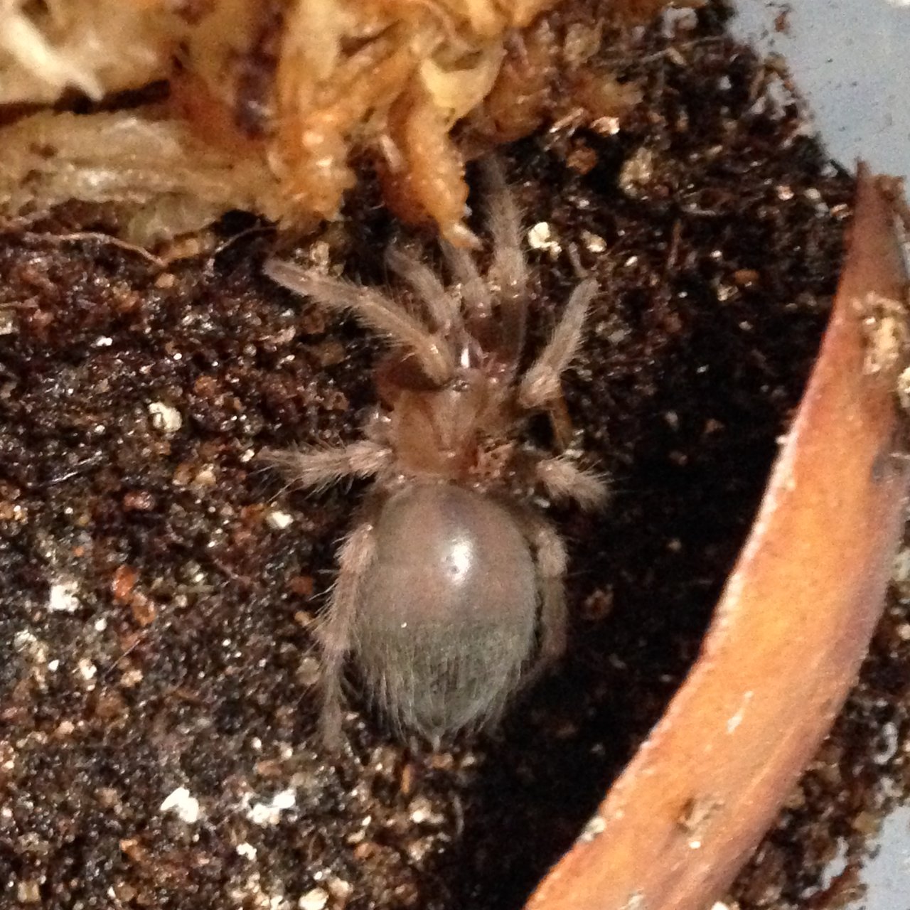 Brachypelma smithi