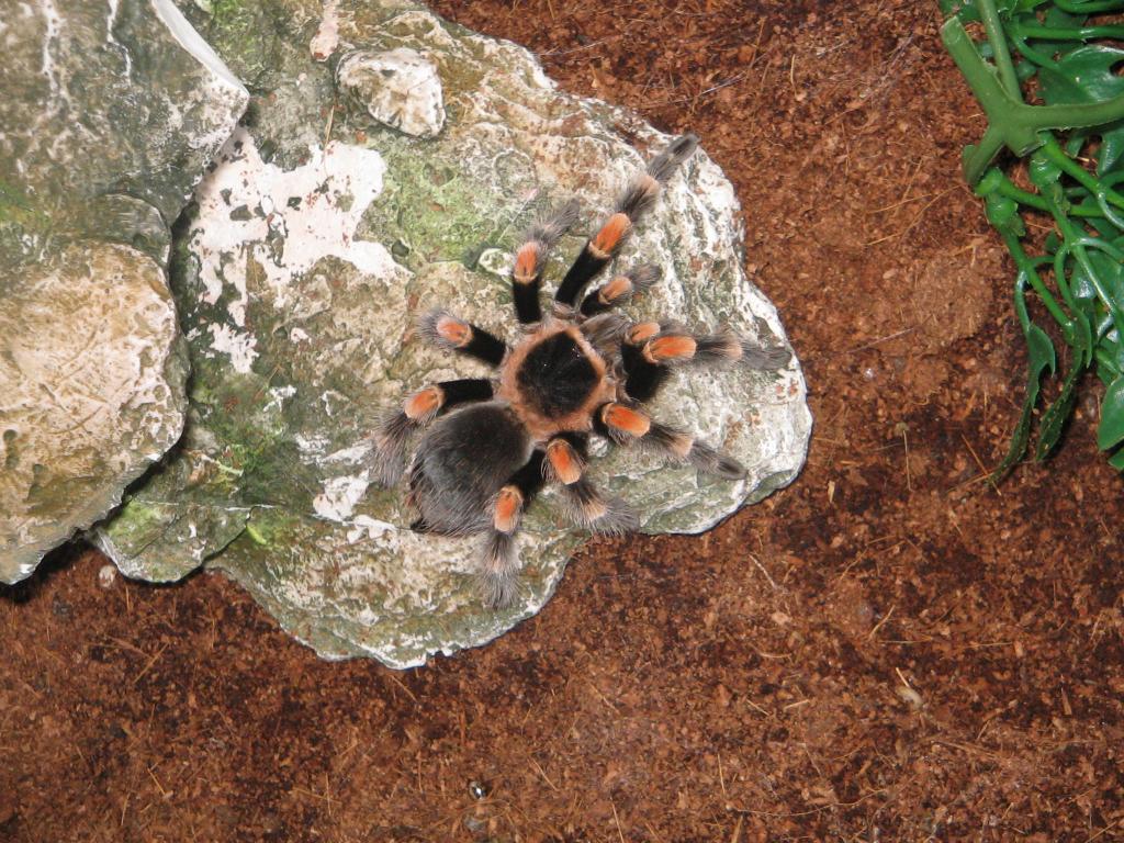 Brachypelma Smithi