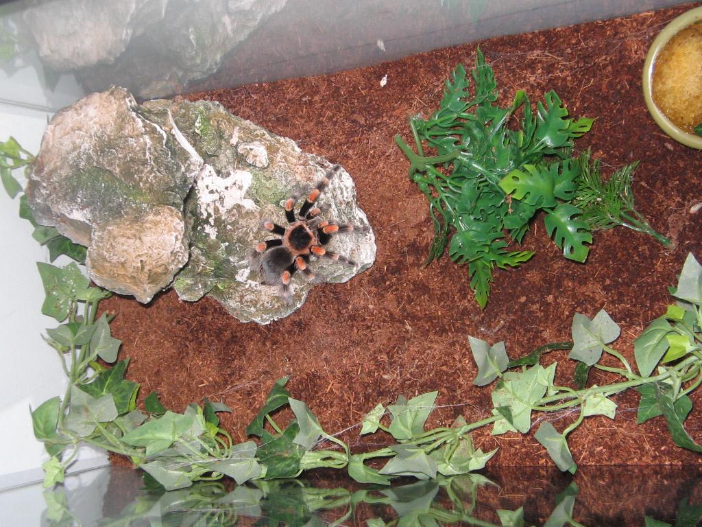 Brachypelma Smithi