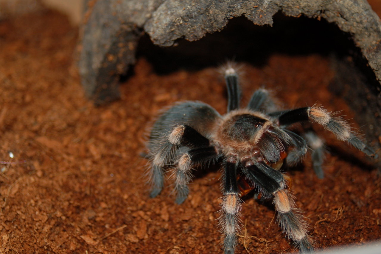 Brachypelma smithi