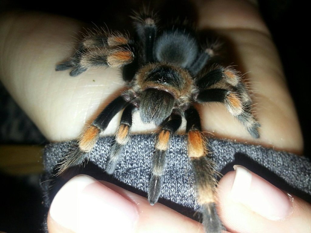 Brachypelma smithi