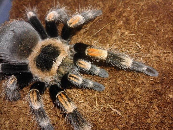 Brachypelma Smithi