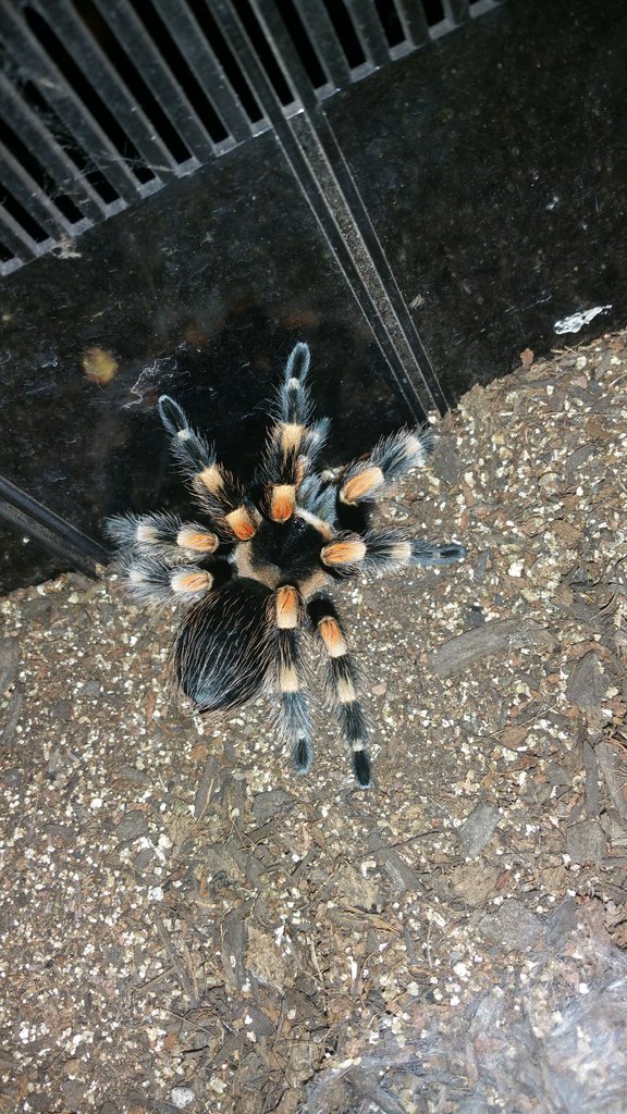 Brachypelma Smithi