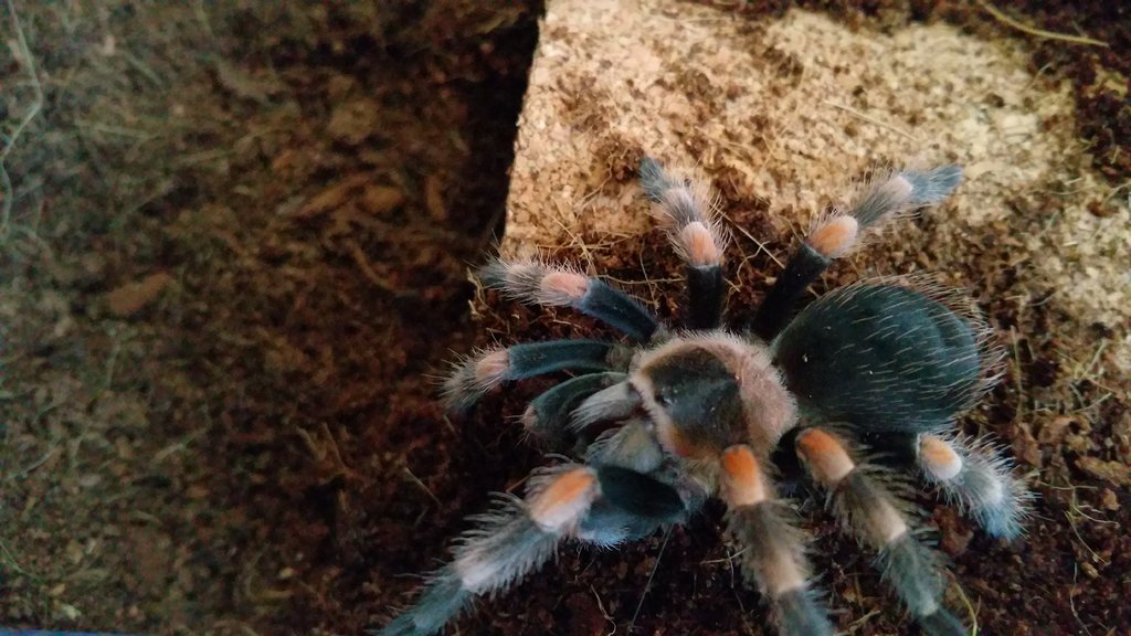 Brachypelma smithi