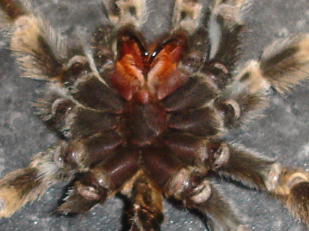 Brachypelma smithi