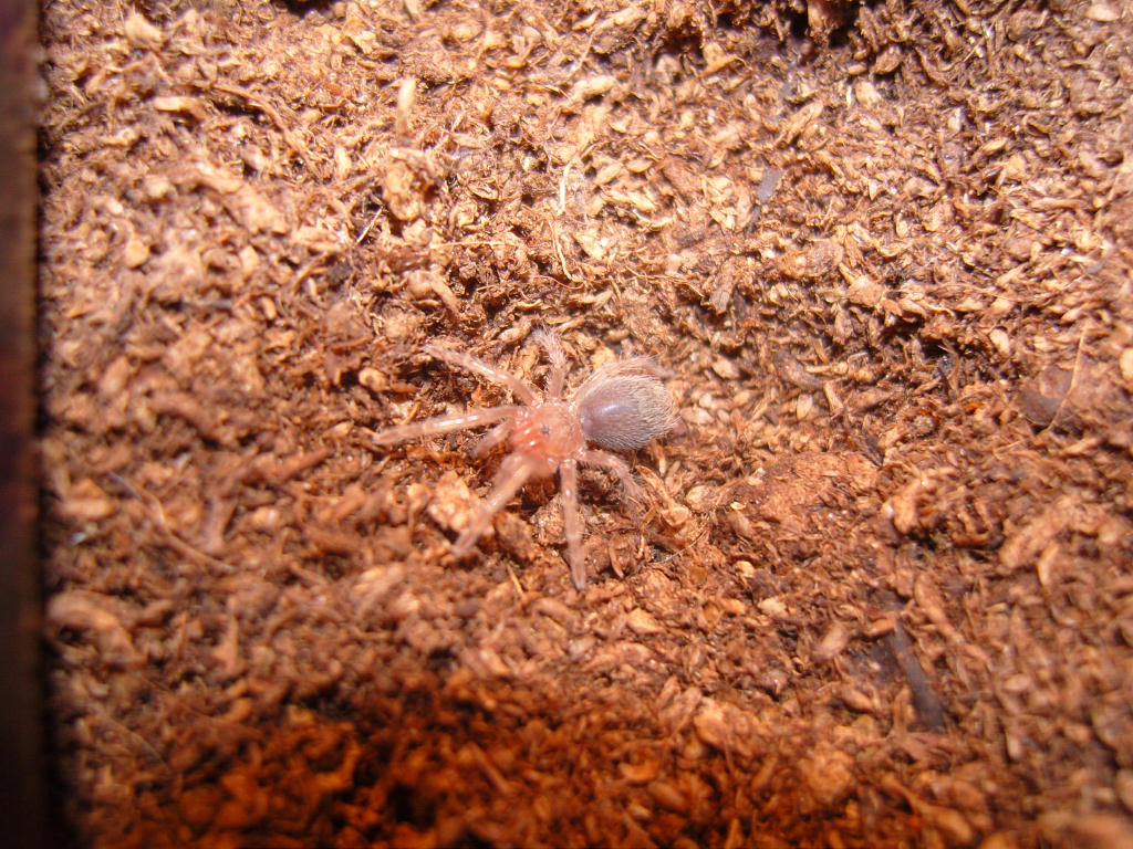 Brachypelma smithi