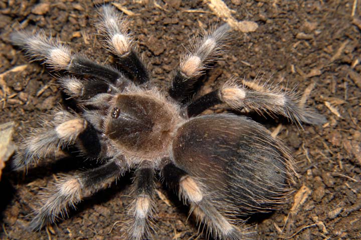 Brachypelma smithi