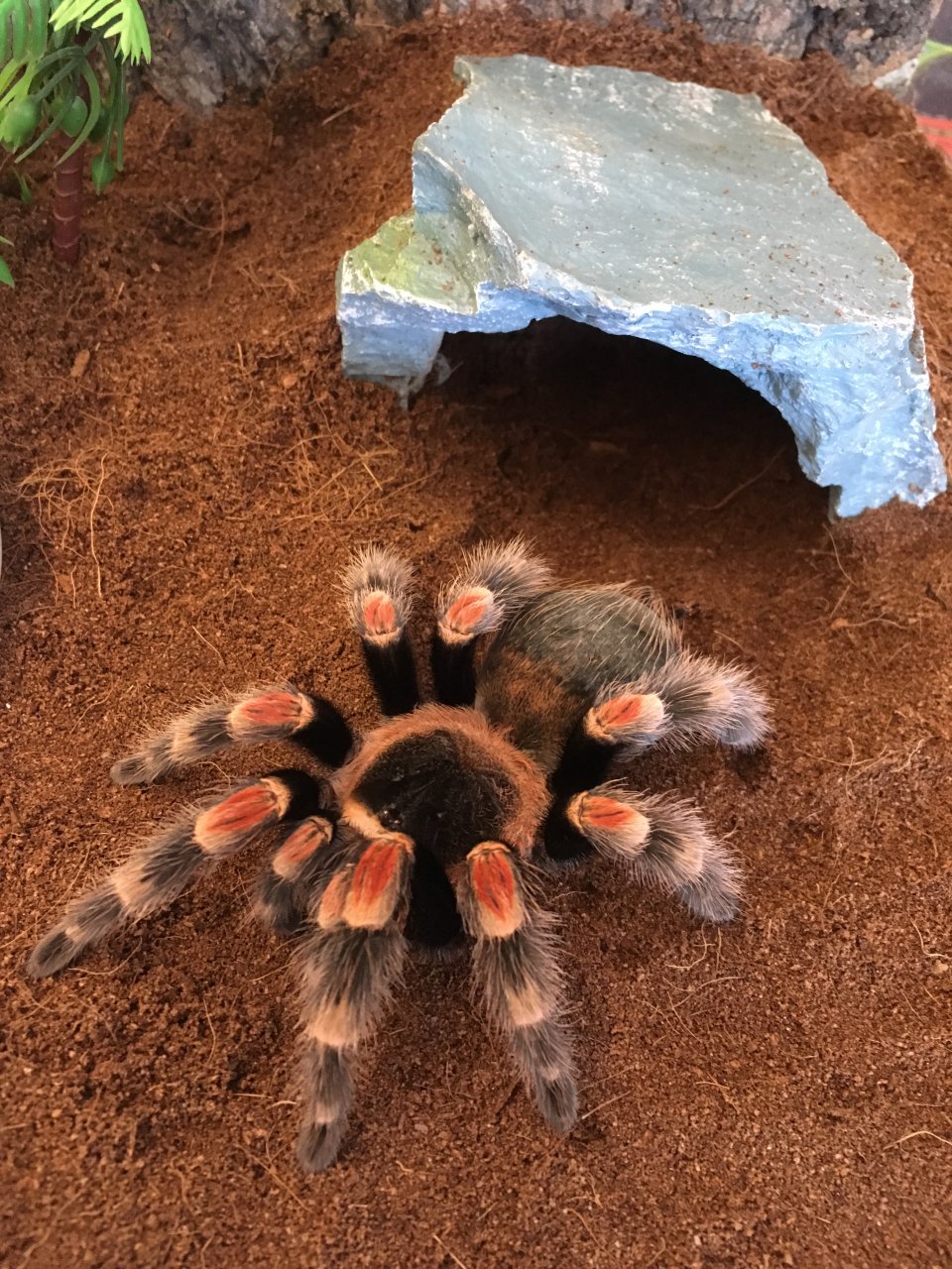 Brachypelma smithi