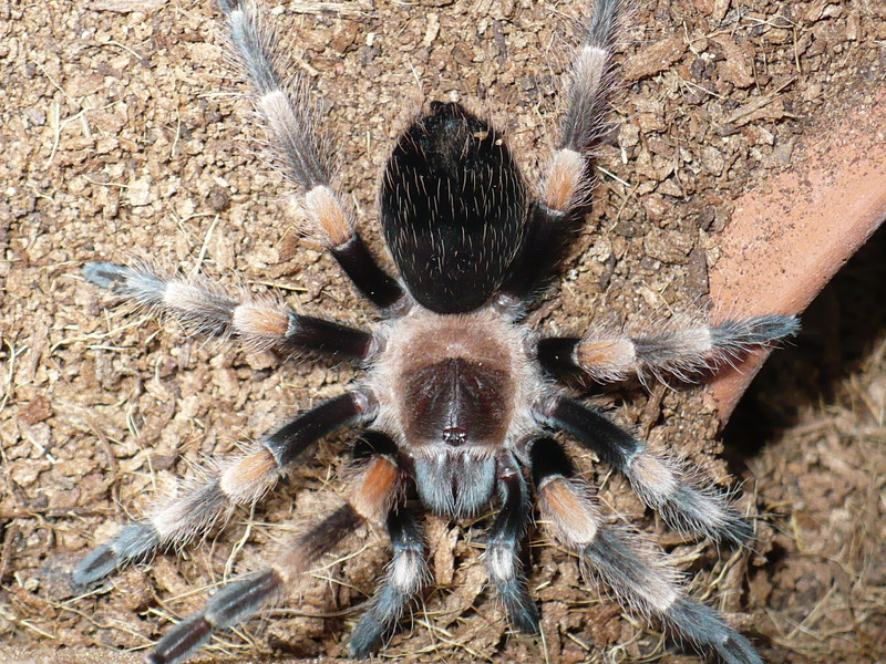 Brachypelma smithi