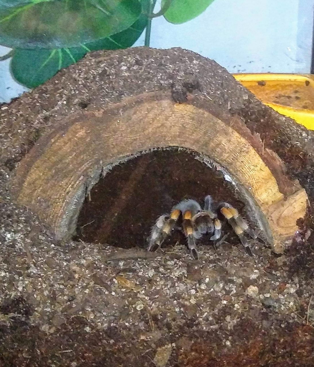 Brachypelma smithi